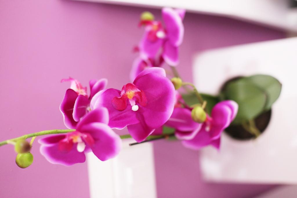 Iris Room ローマ 部屋 写真